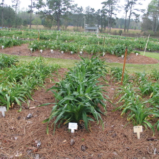 THELMA DOUGLAS PLANTS